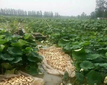 种植莲藕时能养鹅吗