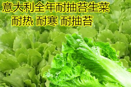 耐抽苔生菜是什么意思