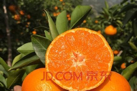 血橙与沃柑的区别