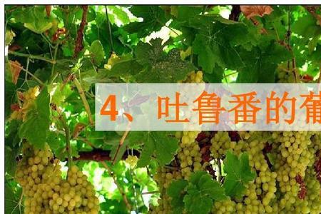 你为什么喜欢葡萄沟4个理由