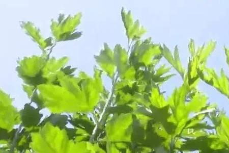 用什么除艾草又不影响种玉米