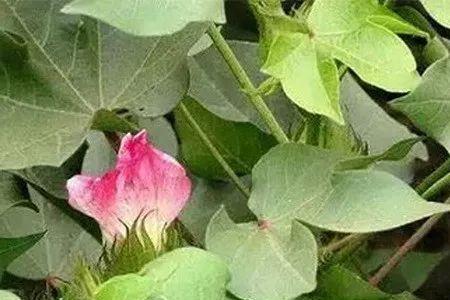 棉花苗期红茎多是什么原因