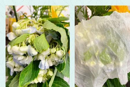 过期面膜能用来种花吗