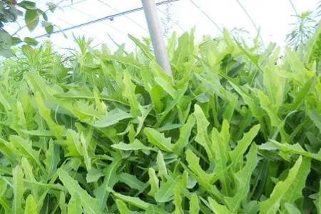 苦苦菜开花能吃吗