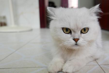 自家猫一直对外来的猫凶