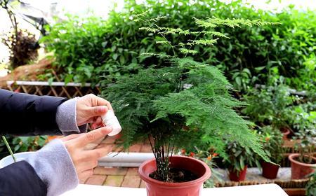 文竹的根深埋还是浅埋