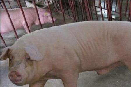 长白公猪多大才可以初配