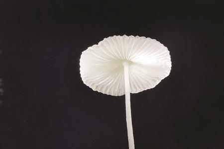 探出头的蘑菇什么比喻句