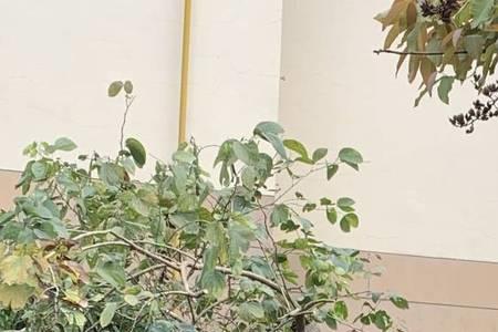 砍小区死树罚款依据