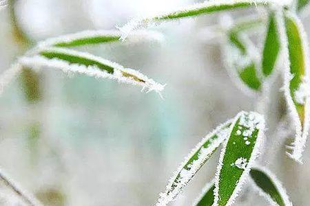 岁寒听雪落浮世有清欢的意思