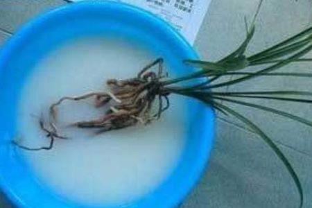 花卉浇几次多菌灵