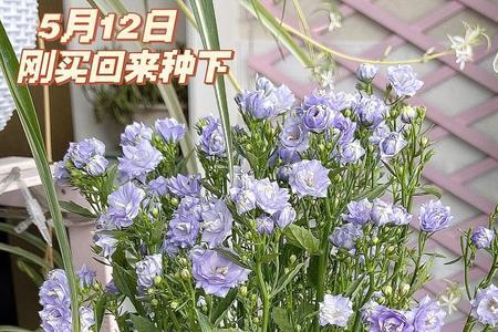 丹麦风铃花种子怎么种