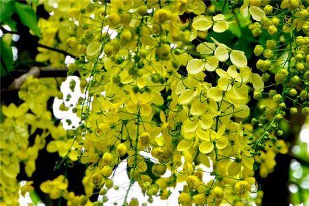 千里眼花是什么花