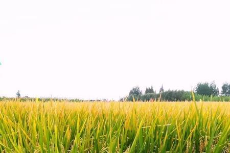 油霸777适合哪些地方种植