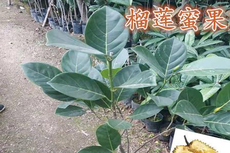 湖北地区适合种植榴莲吗