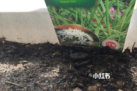 韭菜籽种下多久才发芽