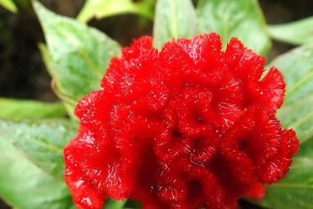 状元笔花什么时候开花