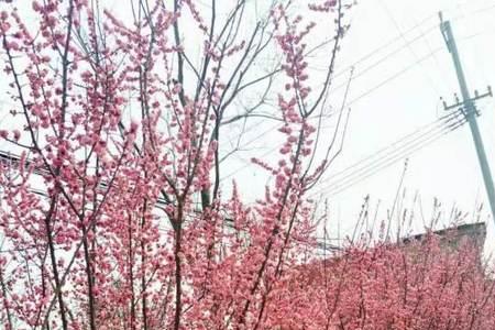 南方有梅花树吗