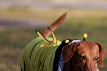 腊肠犬耐寒程度