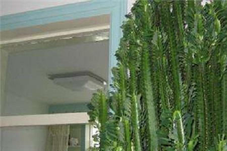 水生龙骨花的养殖方法