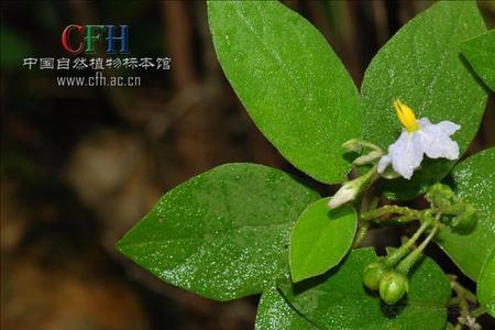 茄鲞学名叫什么