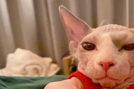 两个人养无毛猫会和谁更亲近