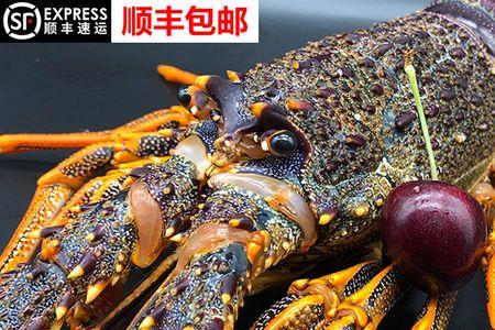 澳洲大龙虾会咬人吗