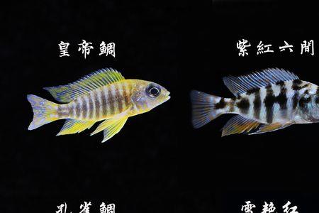 十间鱼怎么发色