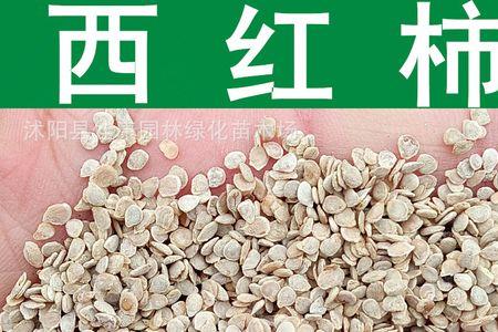 柿子种子怎么发芽