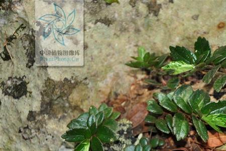 石螃蟹怎么养才正确方法