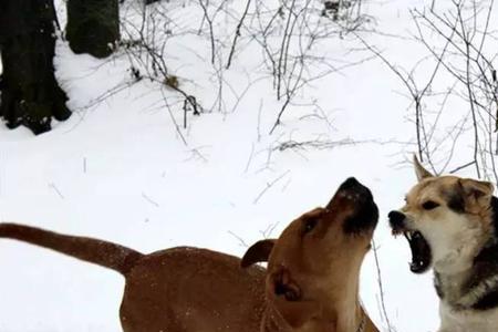 高狼犬和土佐犬打斗哪个厉害