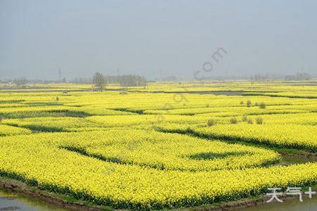 连云港油菜花什么时候开