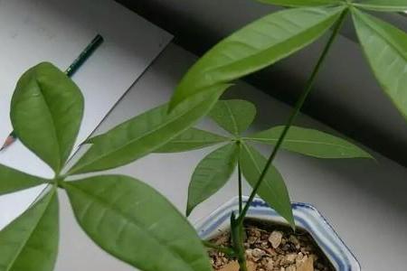 食用油能浇树吗
