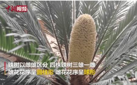 铁树果怎么去皮