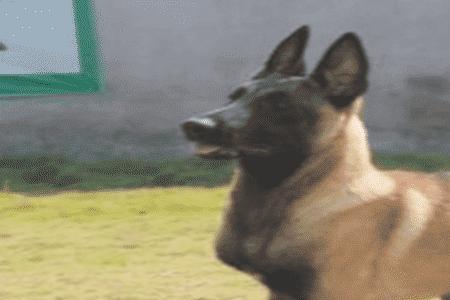 马犬预产期怎么算