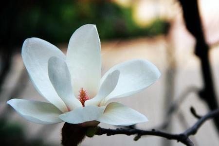 辛夷坞花花语