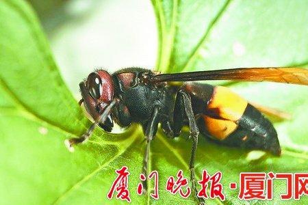 黄马蜂怕冷吗