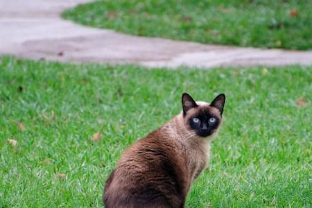 暹罗猫是埃及猫吗