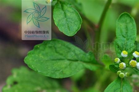 长小馒头的植物是什么