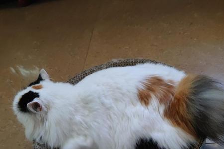 长毛三花猫是怎么配出来的