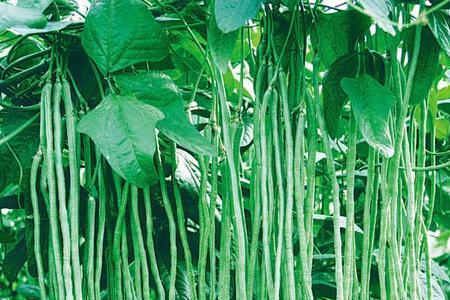 长豆角和长角豆有什么区别