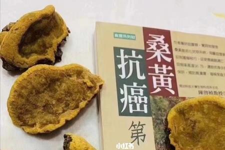 桑黄泡水的正确方法