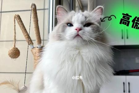 布偶猫为什么对其他猫很凶