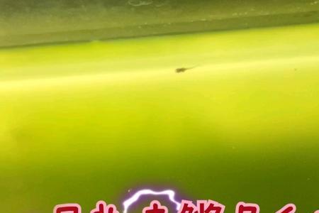 嘎鱼卵什么样子