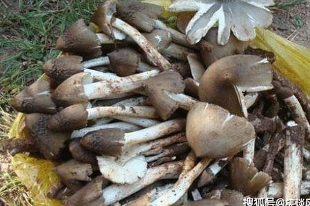 野生菌可以进口吗