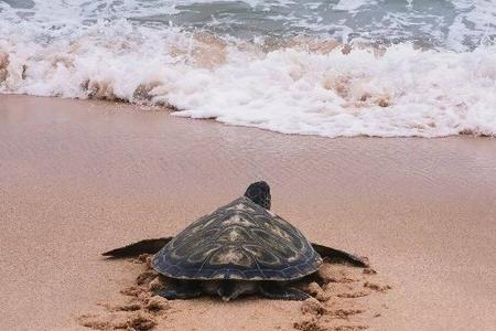 海龟为什么不怕人类
