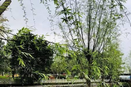 福州江滨公园能不能放烟花