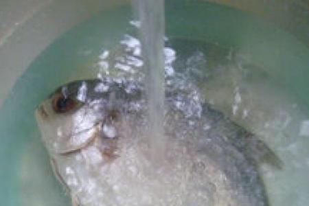 金鲳鱼里面发黄能吃吗
