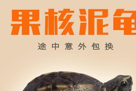 麝香龟一次产多少个蛋