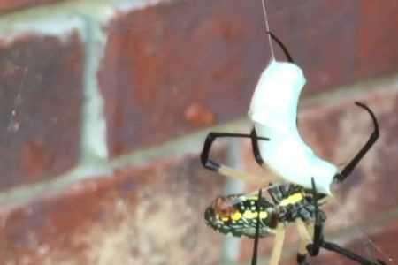 蜘蛛装死是什么行为
